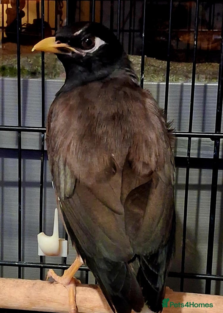 Softbills birds myna Bird  - Advert 2