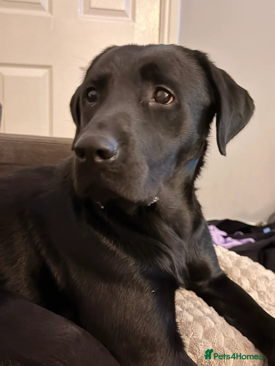 Labrador Retriever dogs for sale: 1 year old Lab Murphy - Advert 1