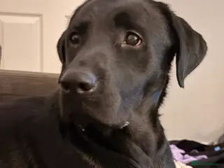 Labrador Retriever dogs 1 year old Lab Murphy - Advert 1