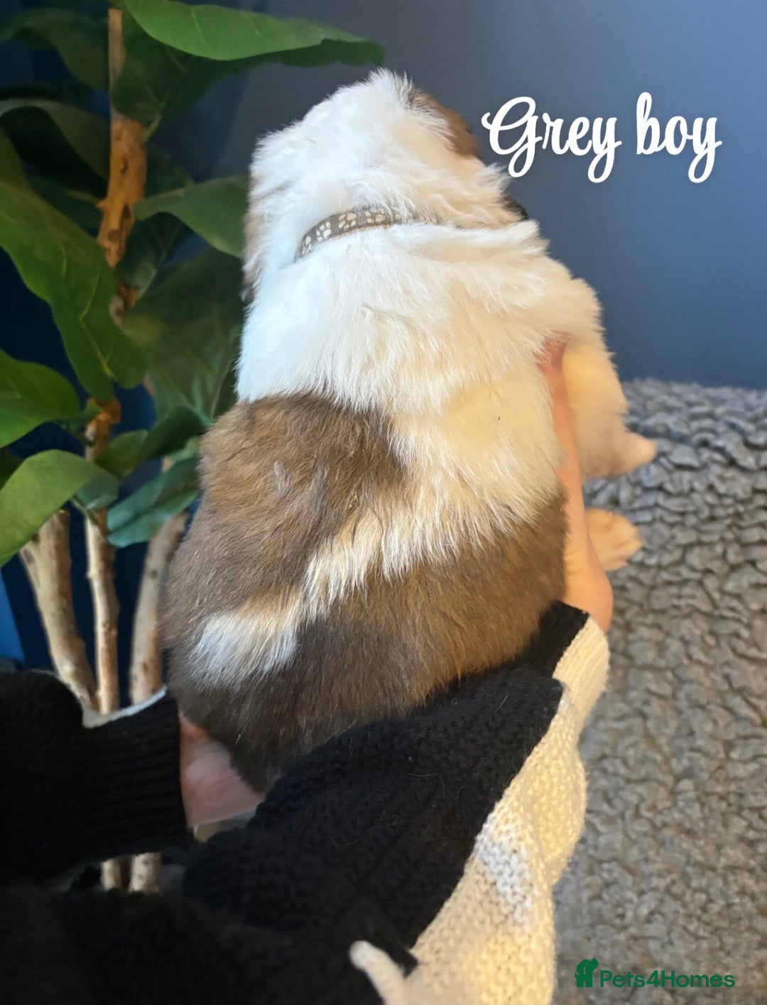 Saint Bernard dogs for sale: Litter of Saint Bernard puppies - Advert 20