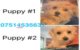 Mixed Breed dogs for sale: Gorgeous mixed breed - Image 1