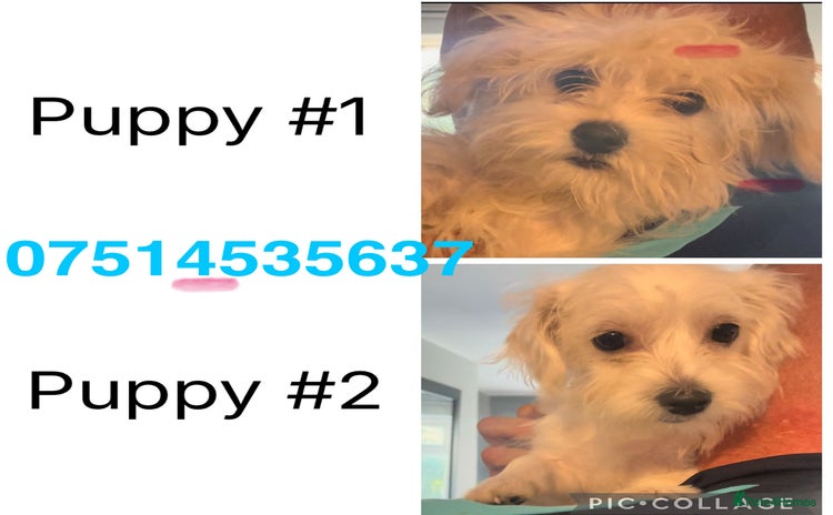 Mixed Breed dogs - Advert 7