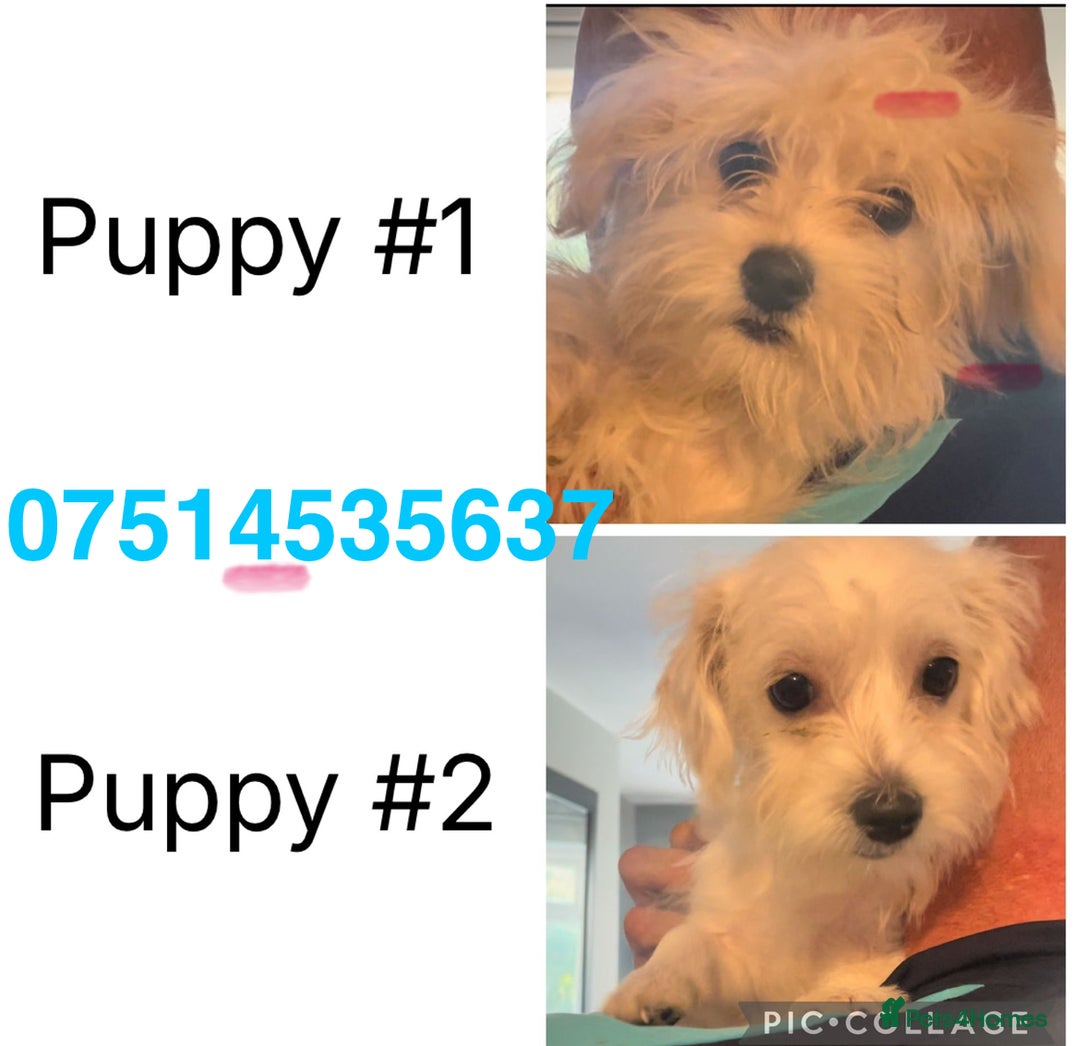 Mixed Breed dogs for sale: Gorgeous mixed breed - Image 1