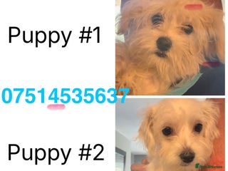 Mixed Breed dogs - Advert 3