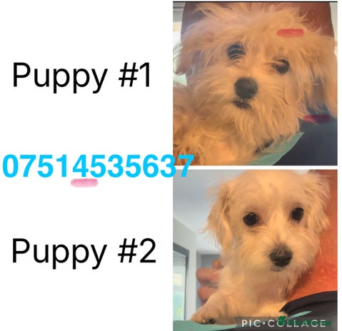 Mixed Breed dogs - Advert 7