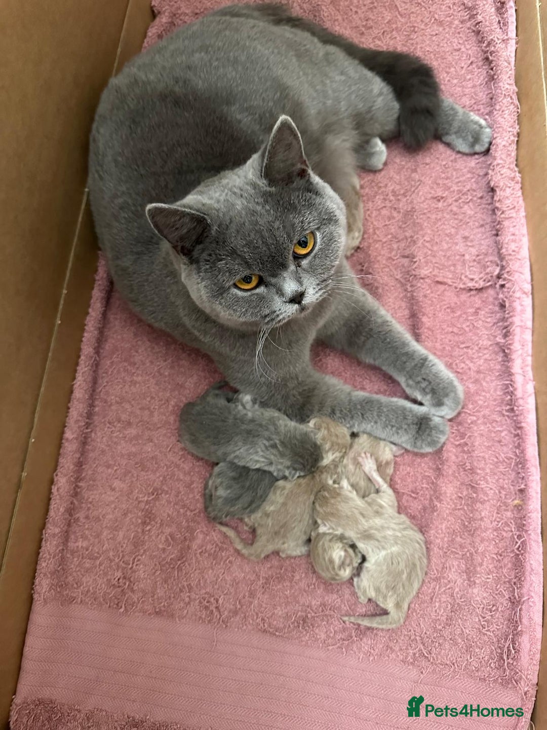 British Shorthair cats for sale: Lilac British shorthair ready now - Advert 2