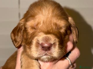 Sprocker dogs Sprocker pups - Advert 4