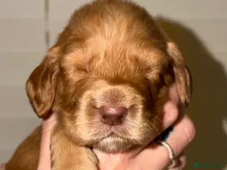 Sprocker dogs Sprocker pups - Advert 5