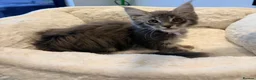 Maine Coon cats for sale: Stunning MaineCoon kittens  in Manchester - Advert 6