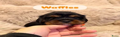 🧡Waffles - Orange Collar