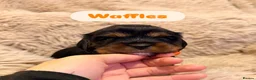 Cavalier King Charles Spaniel dogs for sale: 5 Beautiful Cavalier Puppies  in Stockport - Advert 9