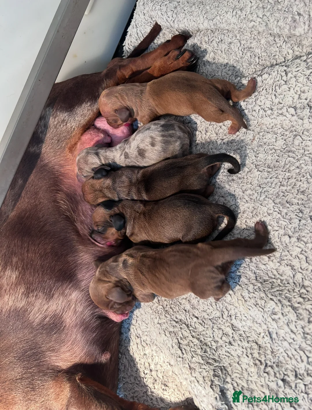 Miniature Dachshund dogs for stud: 💙 STUNNING SOLID BLACK MINIATURE STUD BOY💙 in Leicester - Advert 5