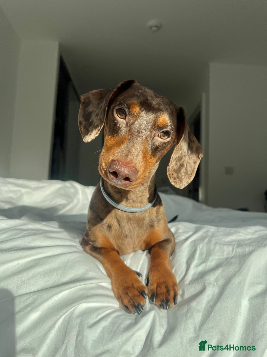 Miniature Dachshund dogs for stud: Miniature Dachsunds for stud  - Image 4