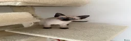 Siamese cats for sale: 5 Siamese kittens  - Advert 18