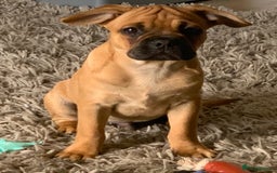 Mixed Breed dogs for sale: Beautiful frenchie cross - Image 8
