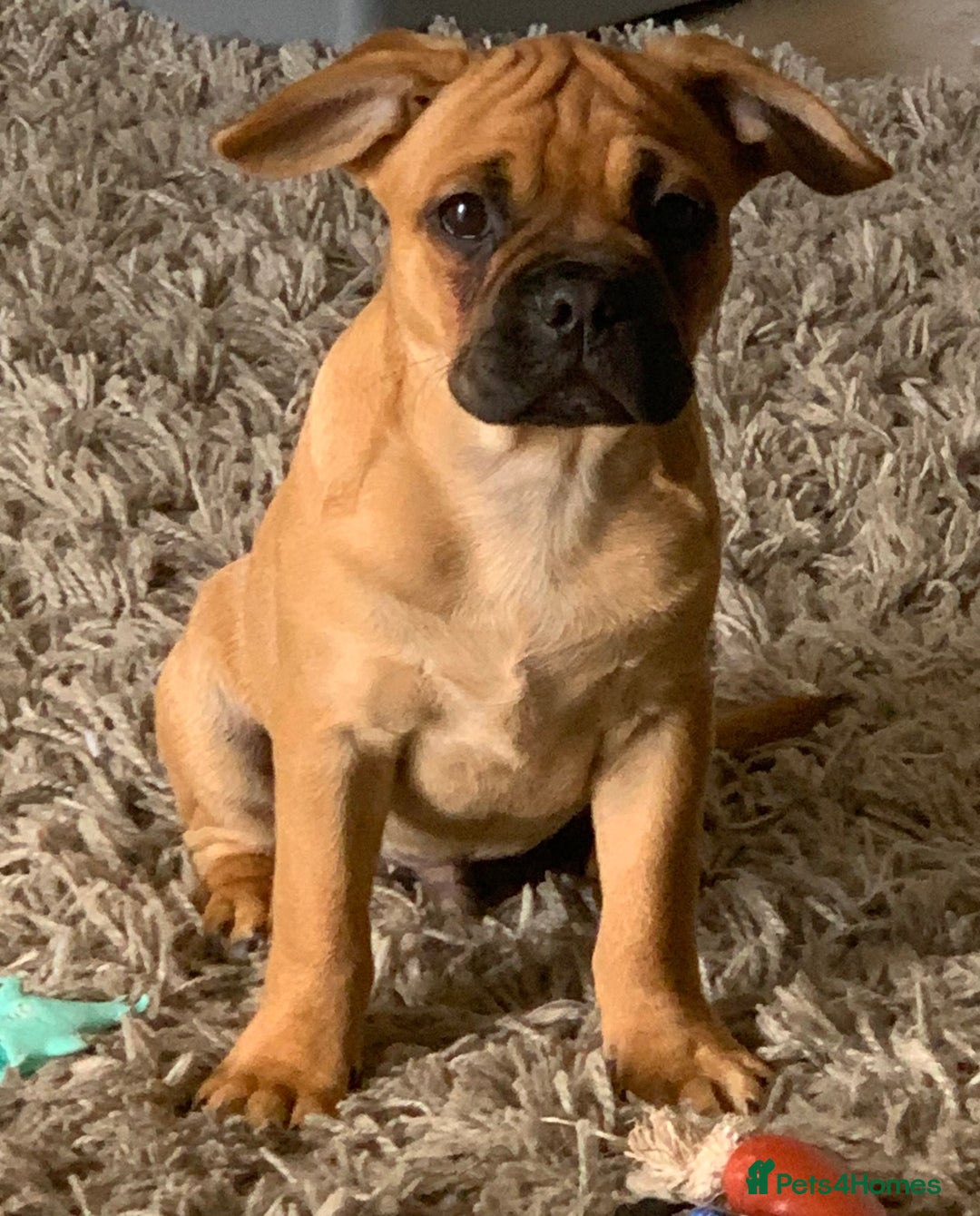 Mixed Breed dogs for sale: Beautiful frenchie cross - Image 8