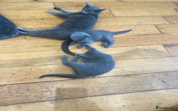 Russian Blue cats for sale: 😻😻The most adorable Russian blue kitten for sale - Image 8