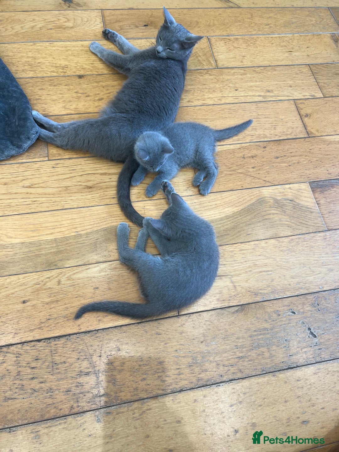 Russian Blue cats for sale: 😻😻The most adorable Russian blue kitten for sale - Image 8