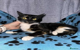 Mixed Breed cats for adoption: Star for adoption - Image 4