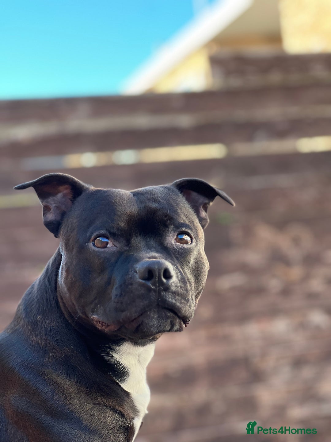 Staffordshire Bull Terrier dogs for stud: PROVEN STUD - Staffordshire Champion Bloodline in Basildon - Image 5