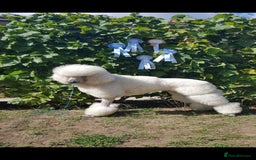 Standard Poodle dogs for sale: Lovely Standard Poodles puppies - Image 8
