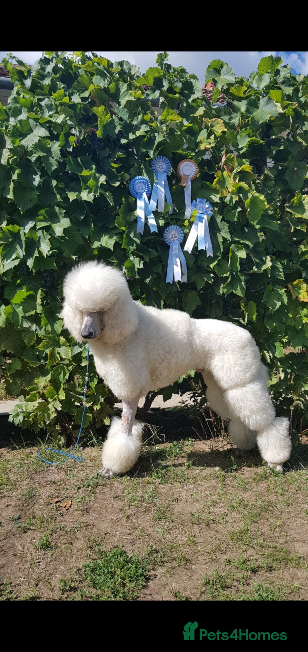 Standard Poodle dogs for sale: Lovely Standard Poodles puppies - Image 8