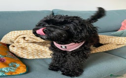 Cavapoo dogs for sale: Cavapoo Puppy for Rehome - Image 2