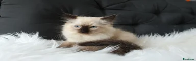 Ragdoll 1
