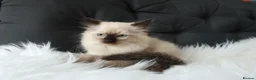 Ragdoll cats for sale: Gorgeous Ragdoll Babies - Advert 5