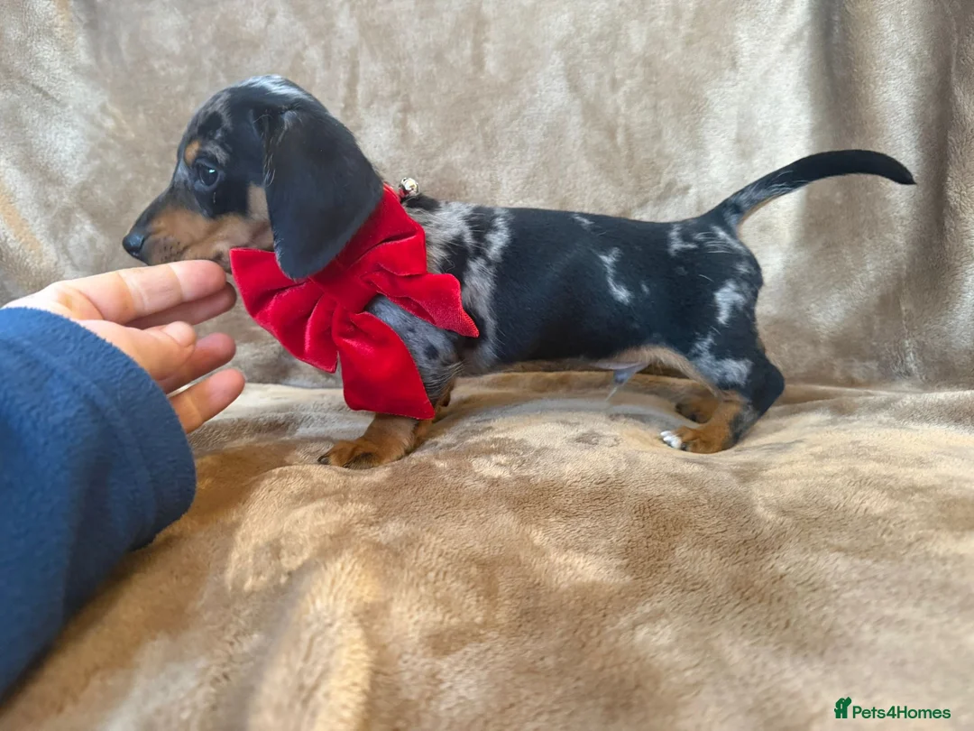 Miniature Dachshund dogs for sale: KC Reg TINY Miniatures from Kaninchen parents  - Advert 10