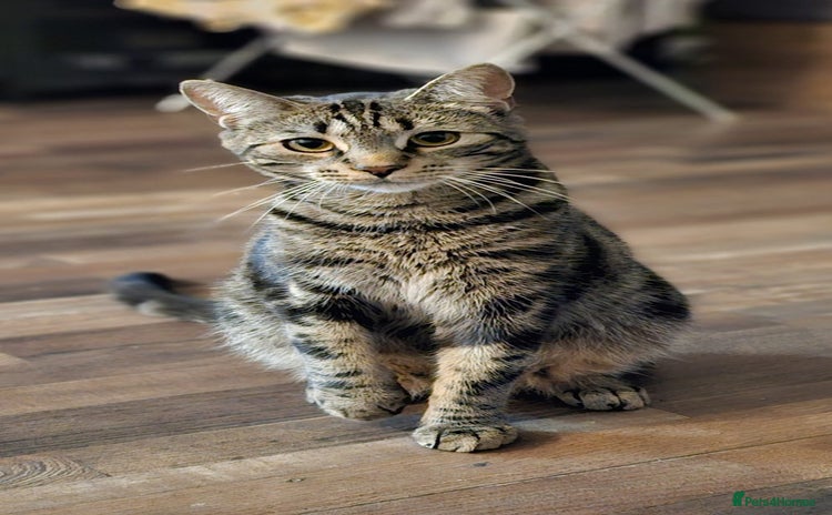 Mixed Breed cats - Advert 16