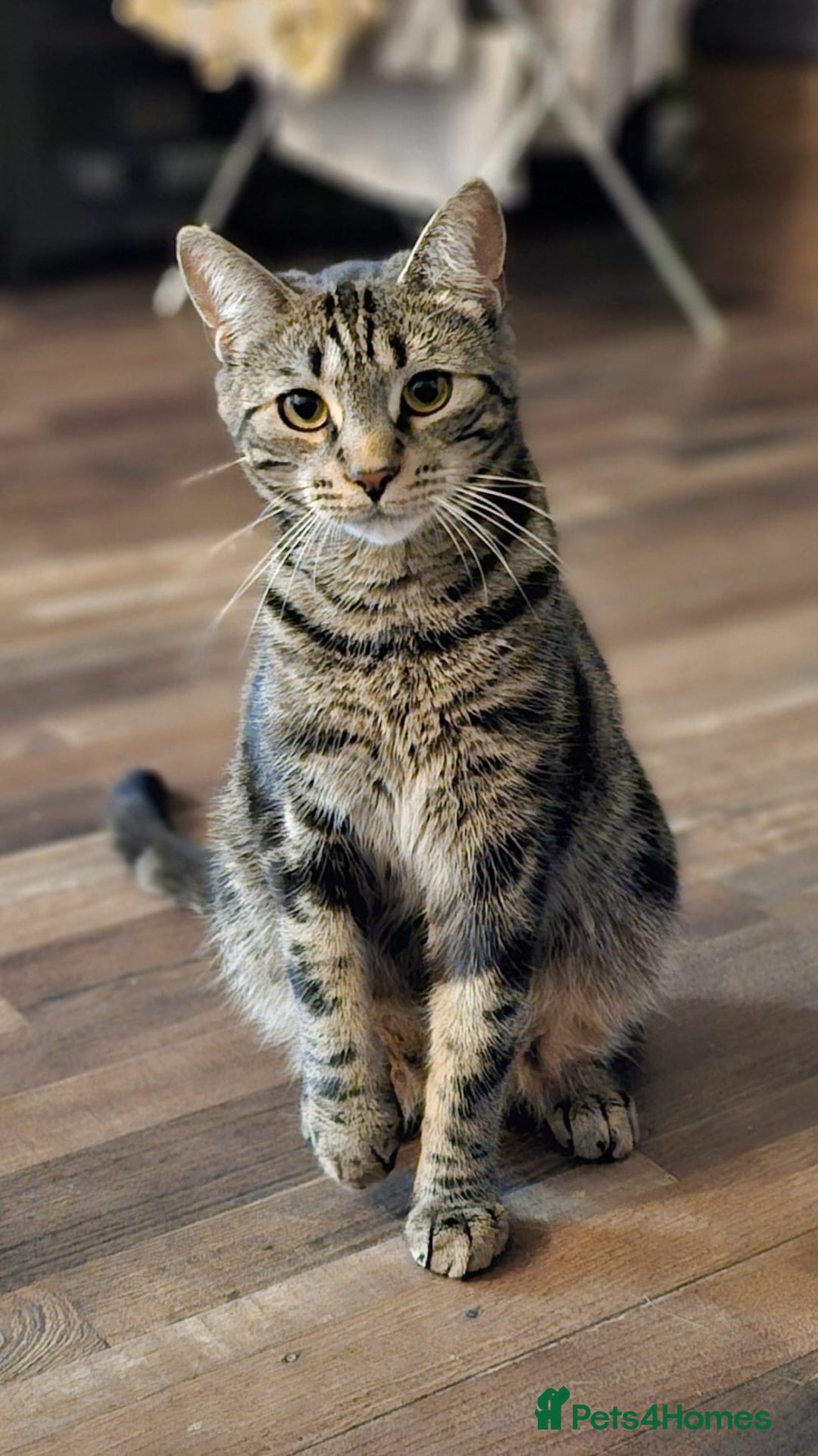 Mixed Breed cats for sale: 3 year male  - Image 1