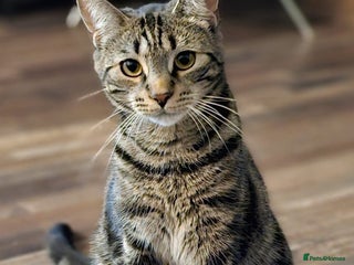 Mixed Breed cats - Advert 16