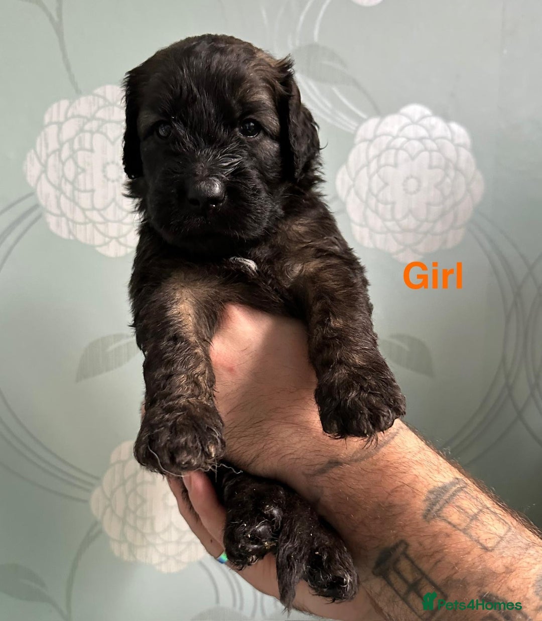 Saint Bernard dogs for sale: F1 St Berdoodle  - Image 16
