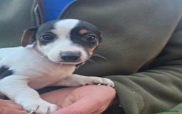 Jack Russell dogs for sale: Jack russel puppies - Image 2