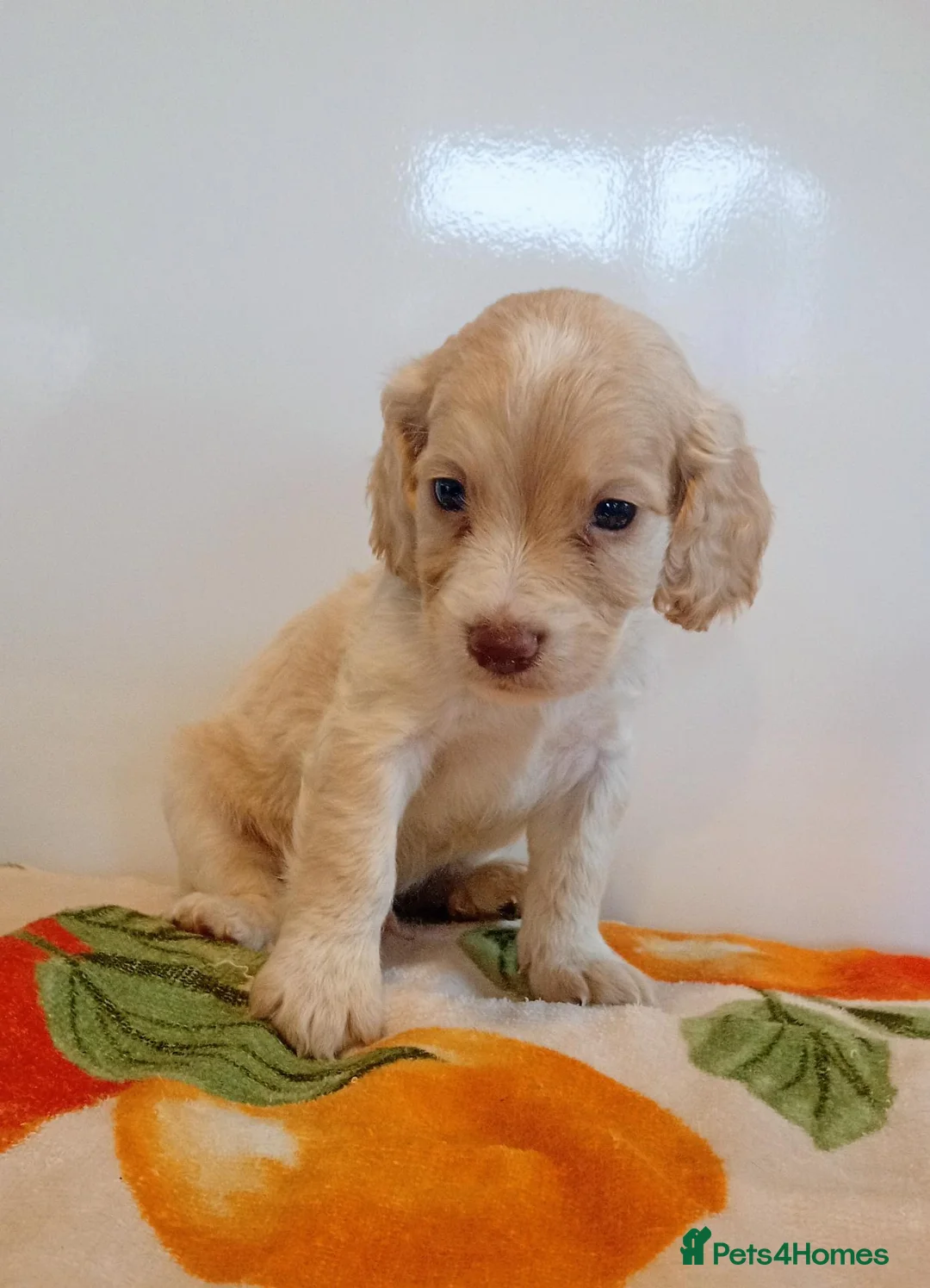 Mixed Breed dogs for sale: Maltese spaniel puppy's  in Bedford - Advert 2