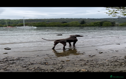 Weimaraner dogs for sale: Stunning Weimaraner pups (KC Registered pedigree)  - Image 4