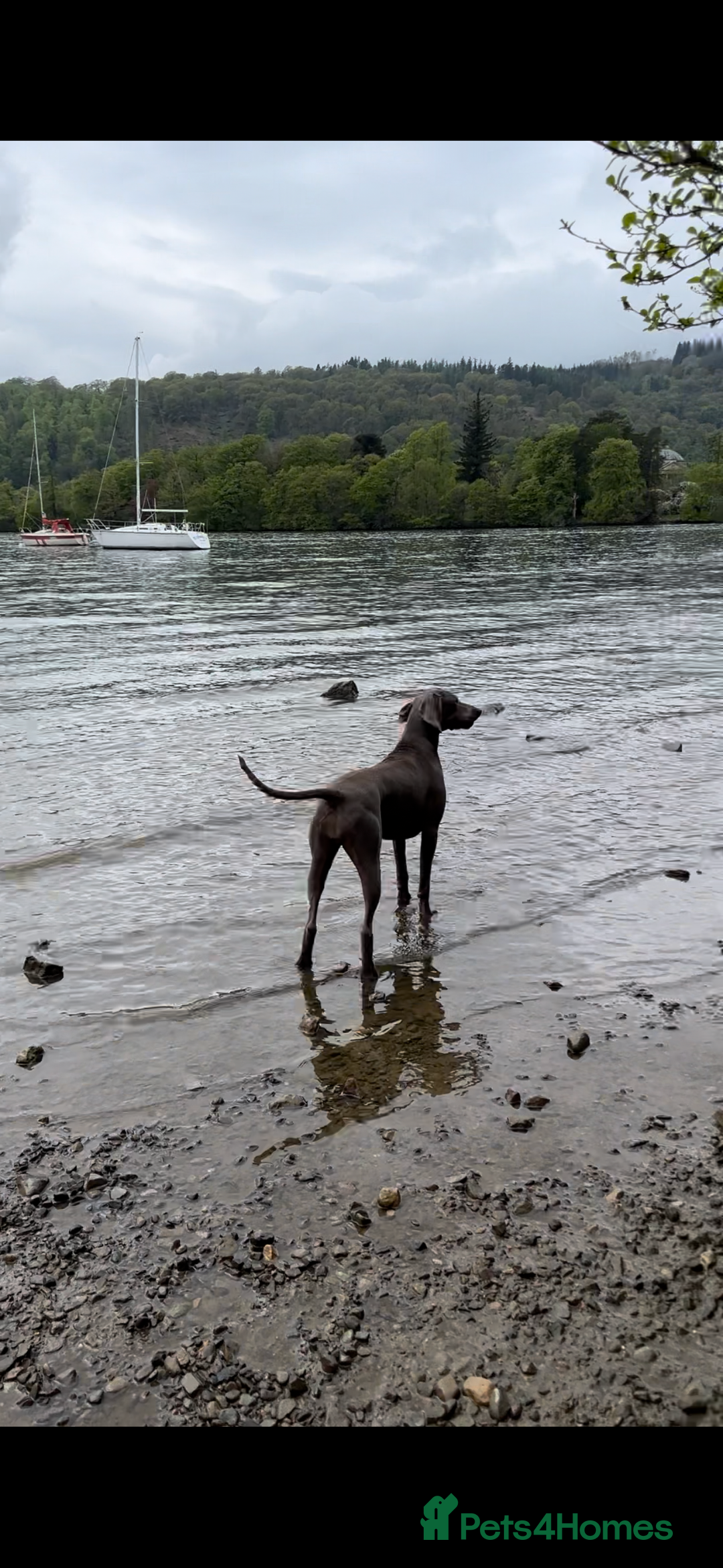 Weimaraner dogs for sale: Stunning Weimaraner pups (KC Registered pedigree)  - Image 4