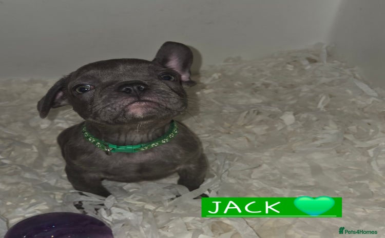French Bulldog dogs in Burton-on-Trent - Advert 2