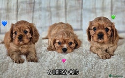 Cavalier King Charles Spaniel dogs for sale: 1 boy left ready to go now 💚 - Image 13