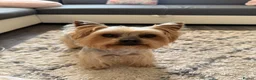 Yorkshire Terrier dogs for stud: Yorkshire terrier stud  - Advert 3