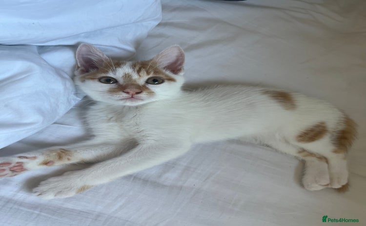 Domestic Shorthair cats - Advert 10