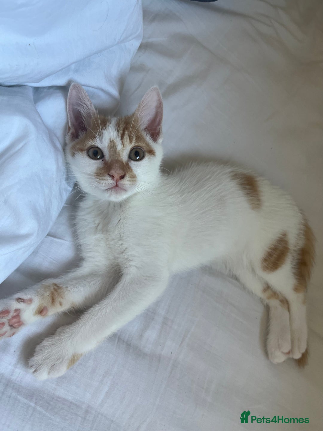 Domestic Shorthair cats for sale: Playful kitten for sale - Image 1