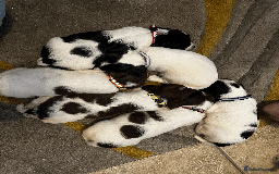 Sprocker dogs for sale: Sprocker Puppies - Image 22