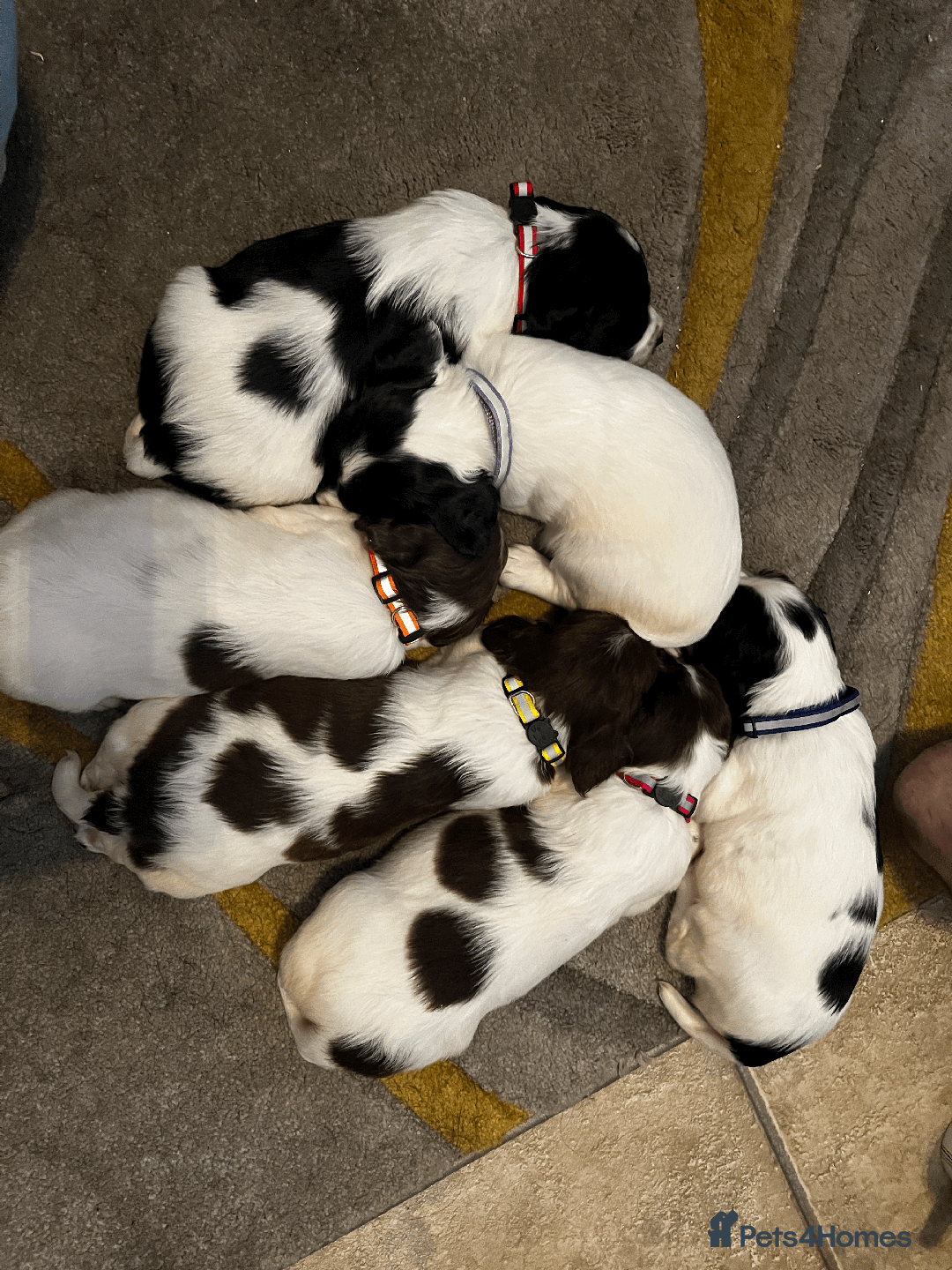Sprocker dogs for sale: Sprocker Puppies - Image 22