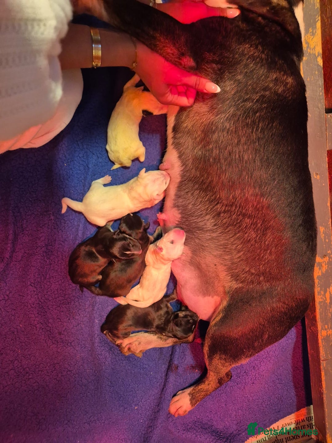 English Bull Terrier dogs for sale: English Bull Terriers Champion Bloodlines  - Image 1