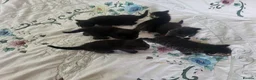 Mixed Breed cats for sale: Adorable and playful kittens - Advert 7
