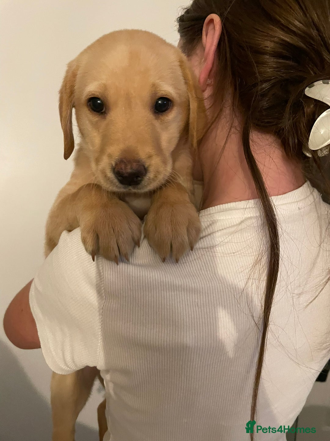 Labrador Retriever dogs for sale: Gorgeous chucky Labradors  - Image 5
