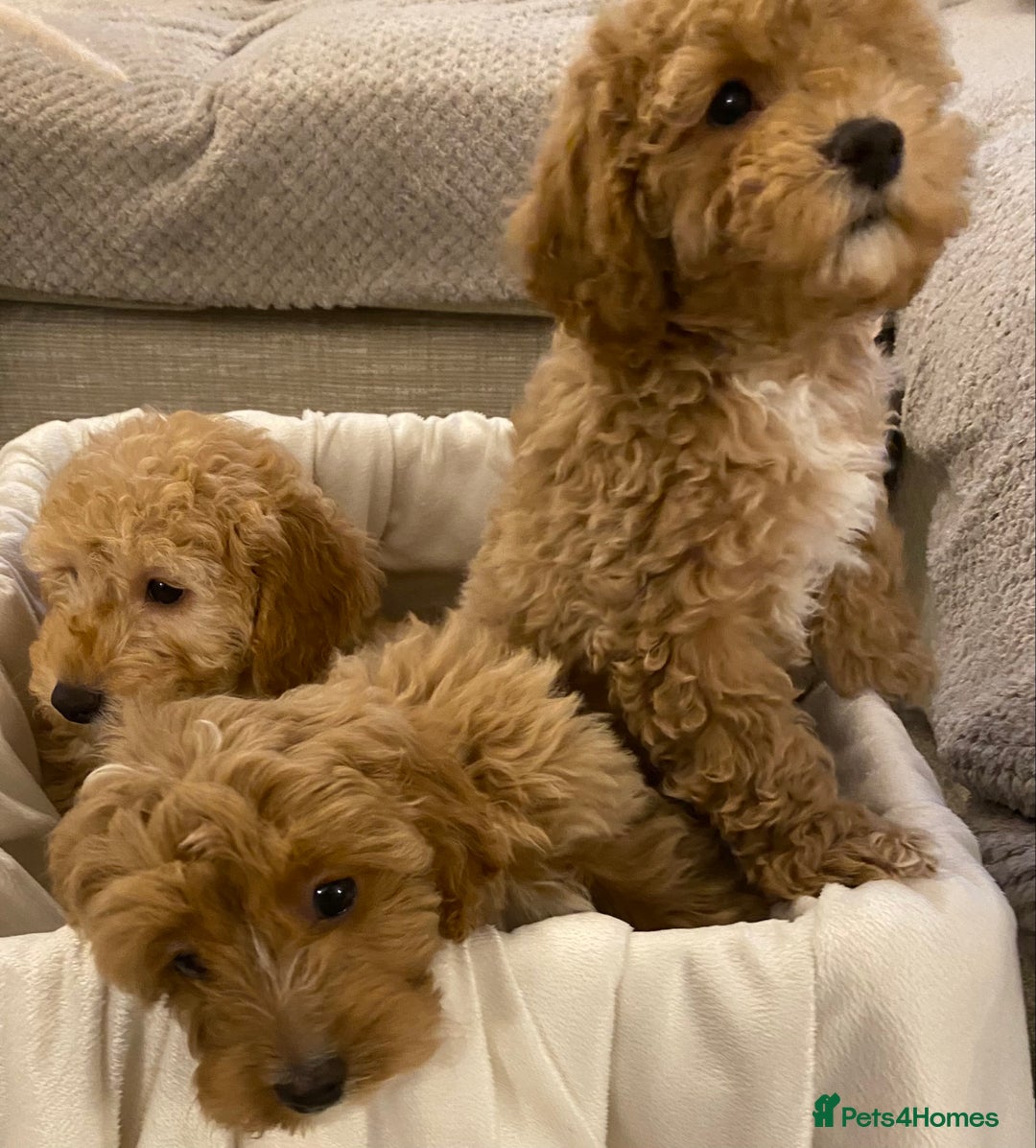 Cavapoo dogs for sale: RED & WHITE CAVAPOO PUPPIES TOP QUALITY BREEDER - Advert 30