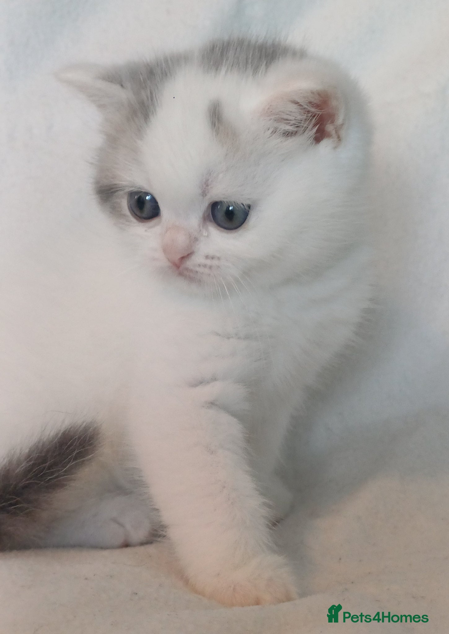 British Shorthair cats for sale: Gorgeous Brittish Shorthair 🐱 - Advert 13